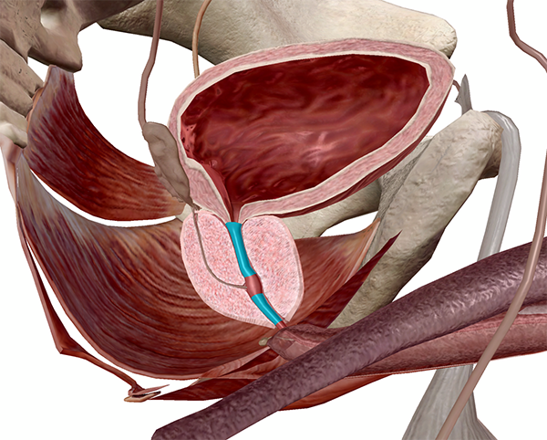 prostate anatomie 3d