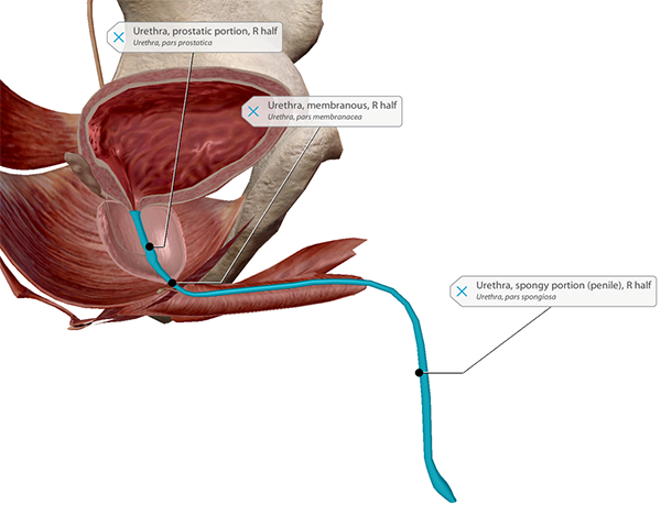 prostate-urethra-labeled