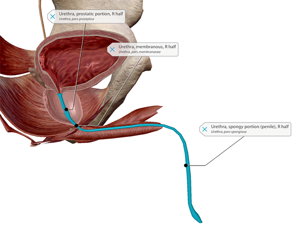 prostate anatomy 3d)