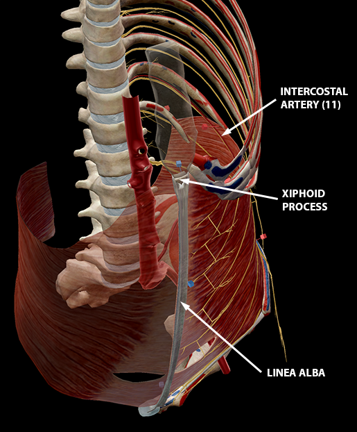 transverse abdominis model