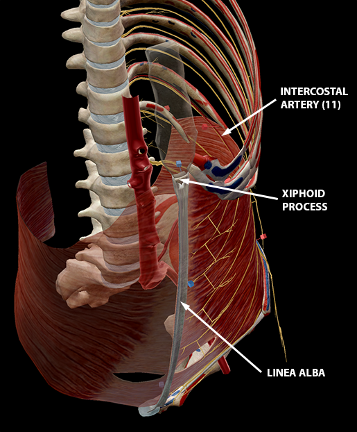 ab-muscles-transversus-abdominis-2