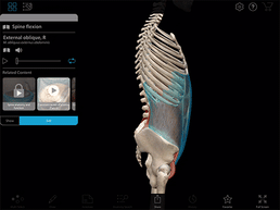 ab-muscles-motion-spine-flexion-gif