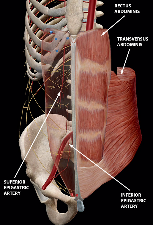 transverse abdominis model