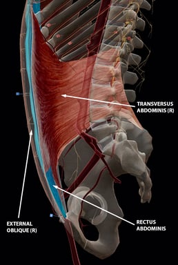 ab-muscles-rectus-sheath
