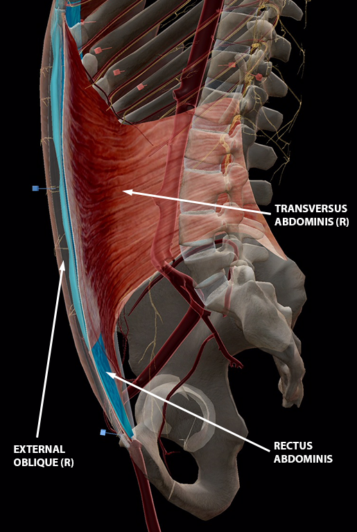 transverse abdominis model