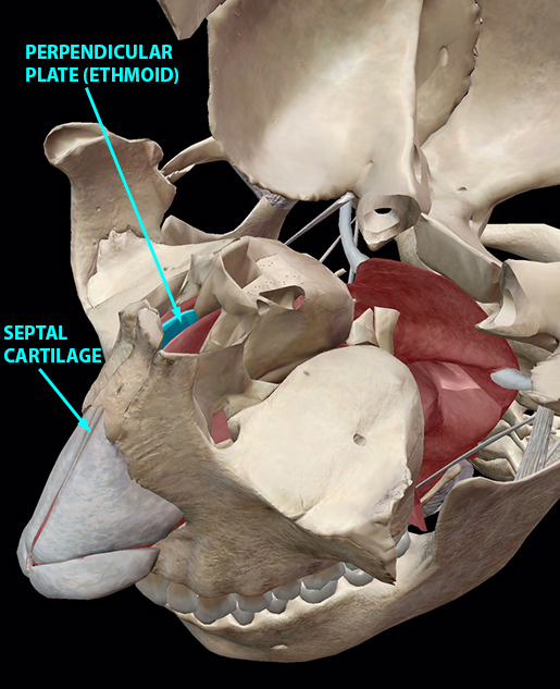 respiratory-relationships-ethmoid-perpendicular-plate