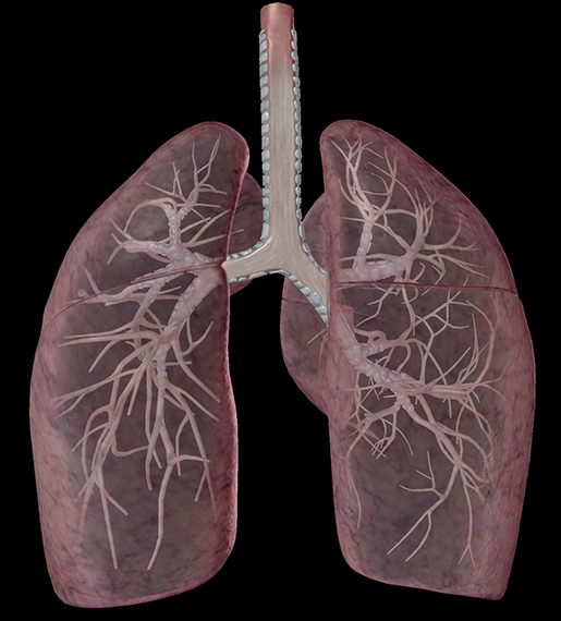 respiratory-relationships-lungs