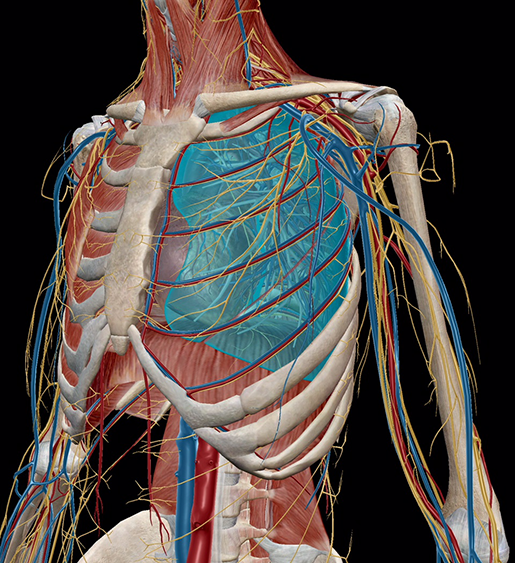 respiratory-relationships-muscular-skeletal-cardiovascular