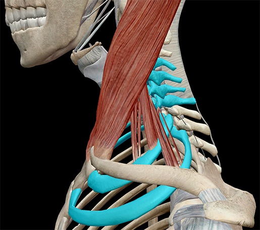 Scalenes-Muscles-Attachment-thoracic-cage