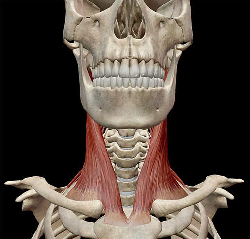 scalene-muscle-neck-front