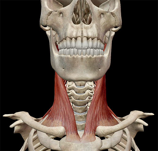 Learn Muscle Anatomy: Gastrocnemius