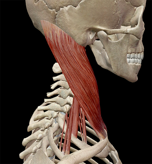 scalene-muscle-neck-profile-side