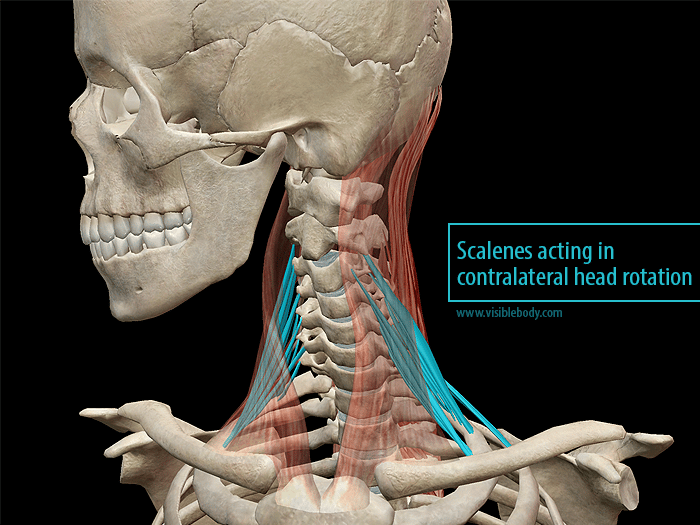 Cervical Lateral Flexion Muscle – BNITEL