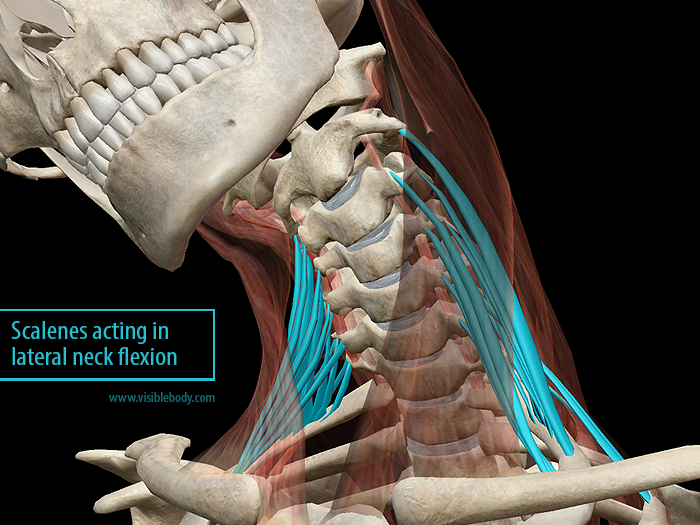 Learn Muscle Anatomy: Scalene Muscles
