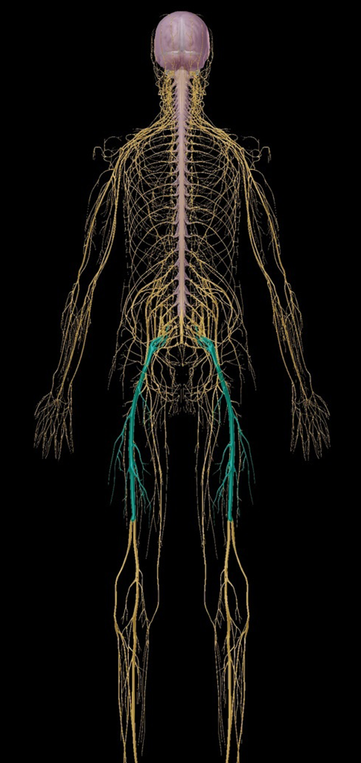 Sciatica Nerve Anatomy