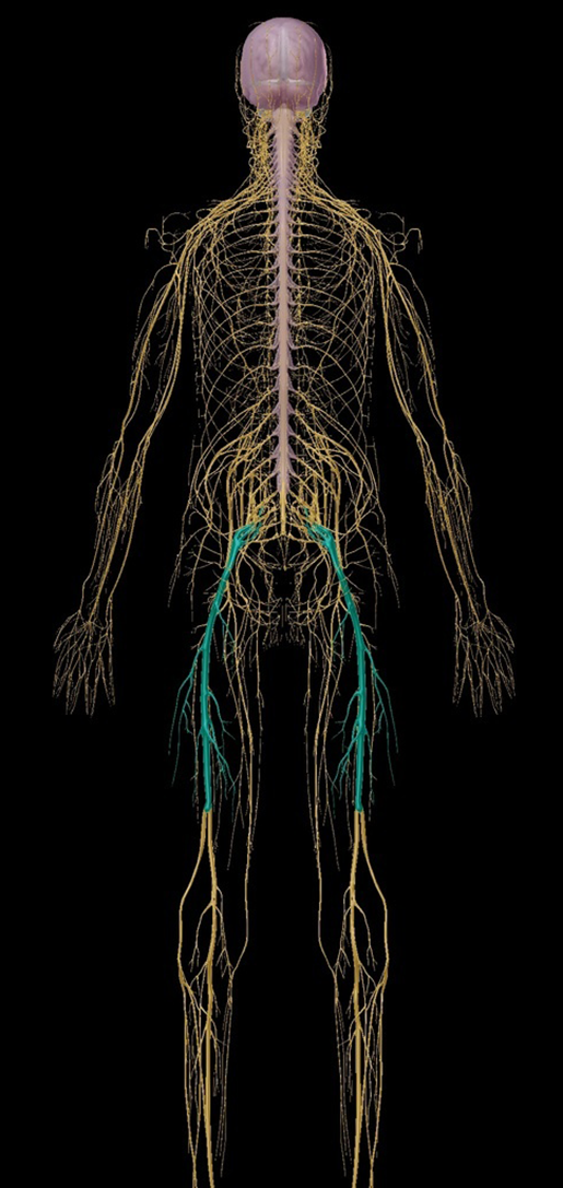 sciatica-sciatic-nerve-with-nervous-system