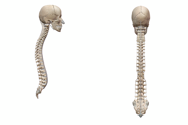 healthy-spine-lateral-anterior-views