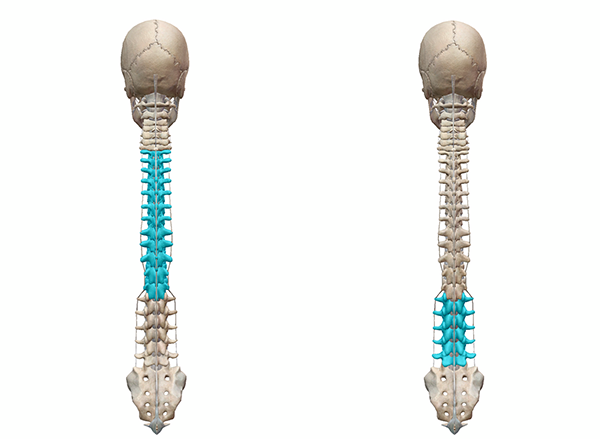 scoliosis-blog-post-spine-regions