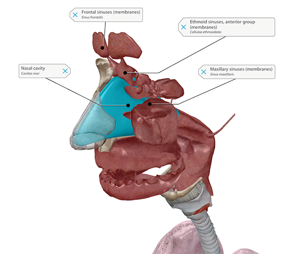 paranasal-sinuses-allergy-blog