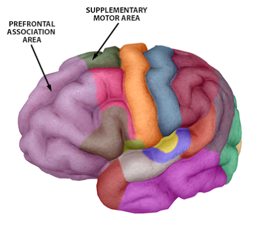 asmr-supplementary-motor-and-prefrontal-assoc