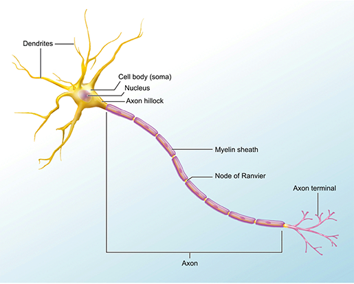 neuron-structure-1