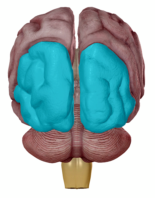 synesthesia-occipital-lobe-visual-areas-1