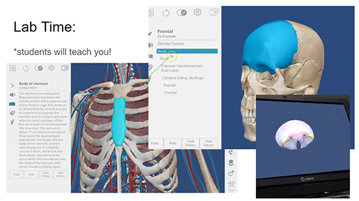 frontal-bone-landmarks-lab-slide