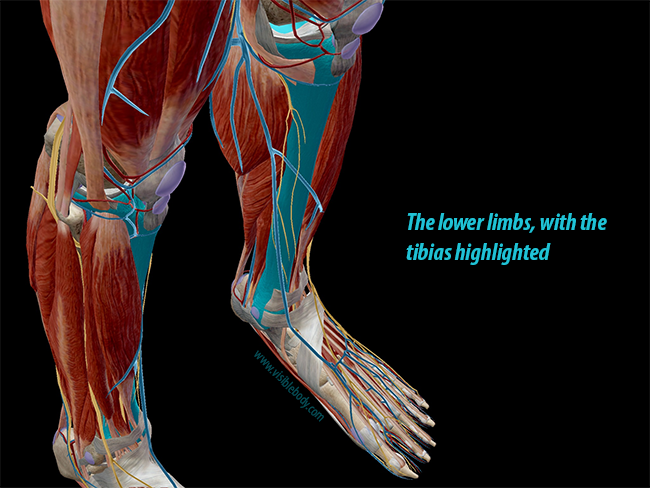Muscle Overlying Tibia Hold on to Your Tibias: The Anatomy and Causes of Shin Splints