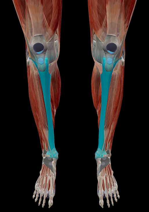 shin-splints-tibias-and-muscles