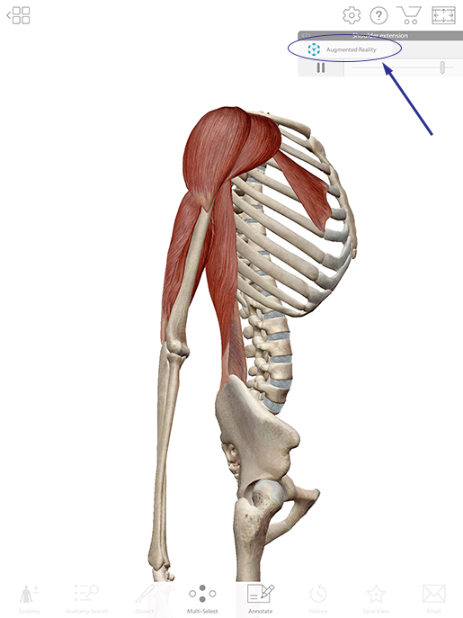 From Anatomy to Pathology: A Shoulder Region Lesson Plan in 3D and AR