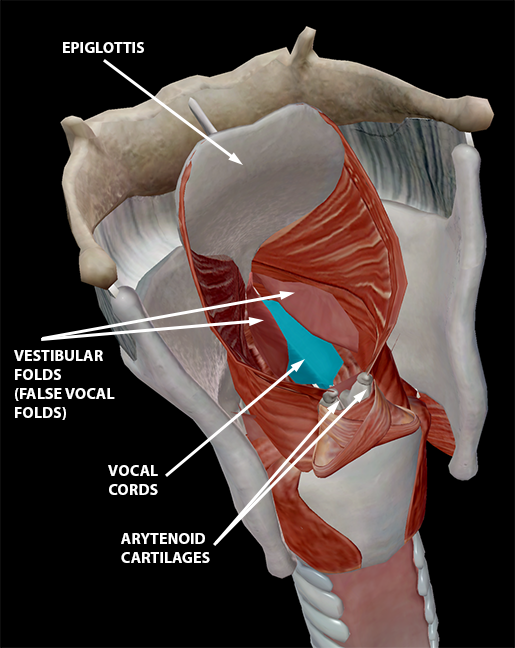 speech-articulation-larynx-muscles-and-vocal-folds