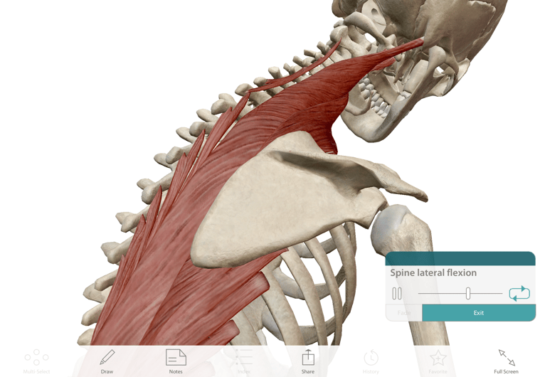 Lateral flexion of the spine