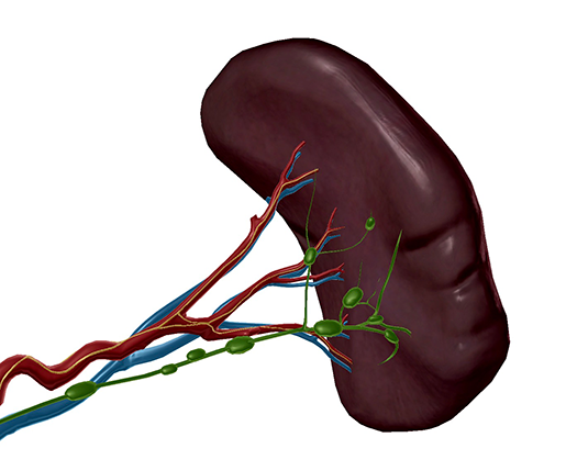 spleen-blood-supply-innervation-lymph-nodes