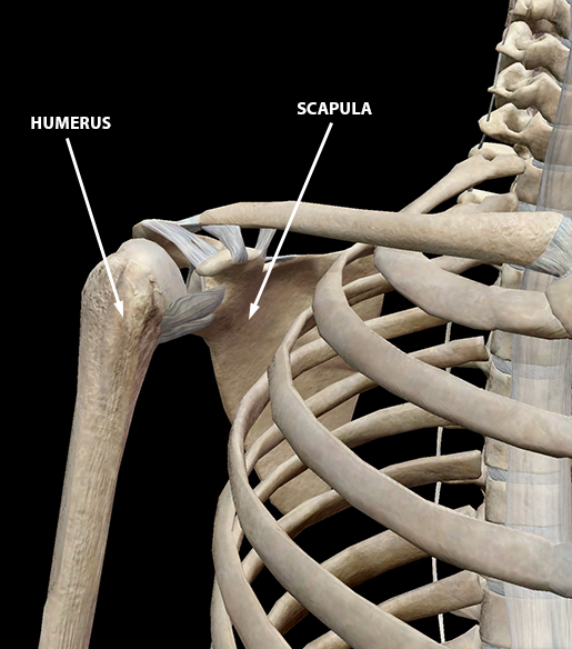 sports-injuries-shoulder-bones-connective-tissue-top-of-humerus
