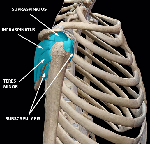 Learn Muscle Anatomy: Of Dads and Rotator Cuff Injuries