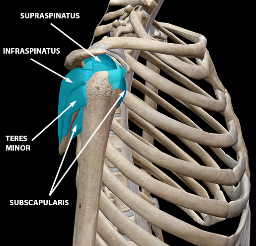 Learn Muscle Anatomy Of Dads And Rotator Cuff Injuries