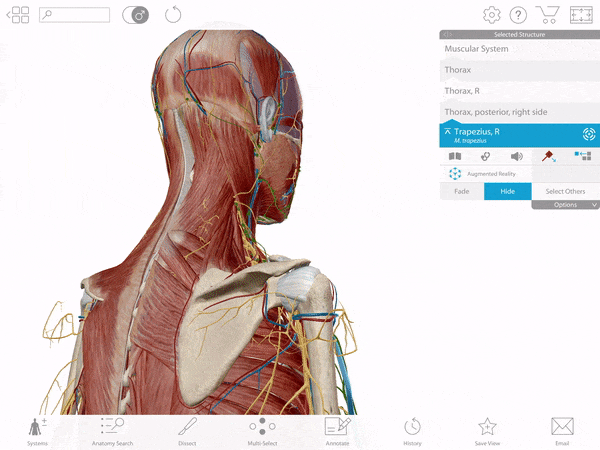 Manipulate and isolate structures in Human Anatomy Atlas.