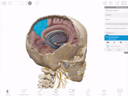 In Human Anatomy Atlas, you can make notes onto any view and save them for later