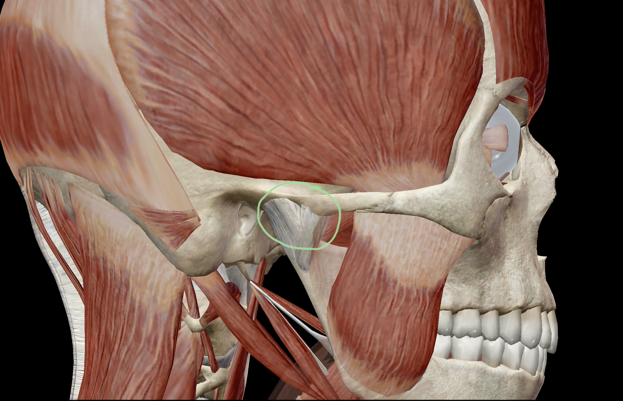 The temporomandibular joint, circled
