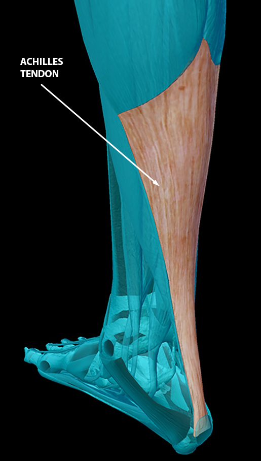 body-part-terminology-etymology-achilles-tendon-2