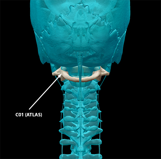 body-part-terminology-etymology-atlas-c1-vertebra-2