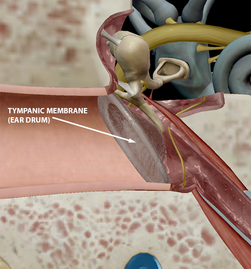 body-part-terminology-etymology-eardrum-tympanic-membrane