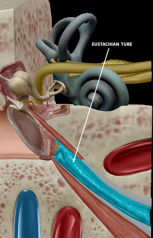 body-part-terminology-etymology-eustachian-tubes