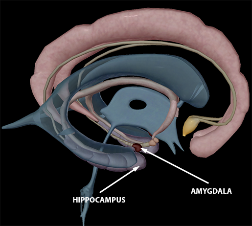 body-part-terminology-etymology-hippocampus-and-amygdala