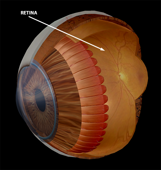 body-part-terminology-etymology-retina-2