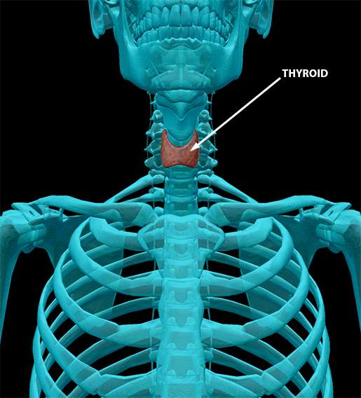 body-part-terminology-etymology-thyroid