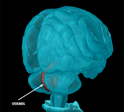 body-part-terminology-etymology-vermis