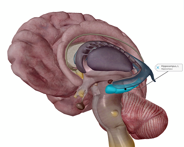 hippocampus-labeled