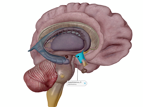 hypothalamus-labeled