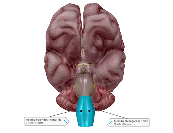 medulla-oblongata-labeled